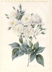Noisette-Rose, 1823